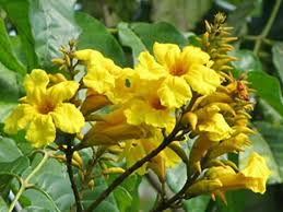 Image result for Markhamia lutea