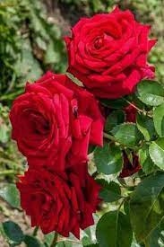 Flowering trees of the world group. Red Rose