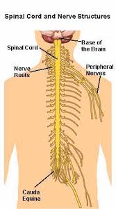 The only two parts of a. Nerve Structures Of The Spine