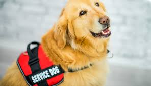 Check spelling or type a new query. States Crack Down On Pets Posing As Service Animals