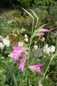 Read the plant label before deciding where you're putting your new plants. Gladiolus Wikipedia
