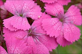 Image result for Dianthus angolensis