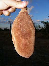Check spelling or type a new query. Baobab Fruit Is Low In Sugar High In Fiber And Tastes Like A Cross Between Pineapple Melon Description From Pinterest Com I Baobab Baobab Tree Boabab Tree