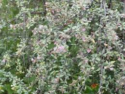 Image result for Melochia melissifolia