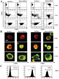 Users also have the option to make their. Cd80 B7 1 And Cd86 B7 2 Induce Ebv Transformed B Cell Apoptosis Through The Fas Fasl Pathway