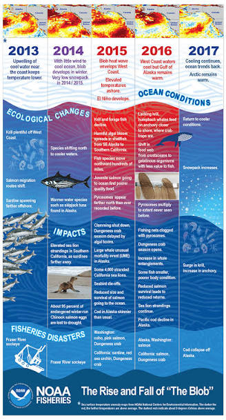 Looking Back At The Blob: Record Warming Drives Unprecedented Ocean Change  | NOAA Fisheries