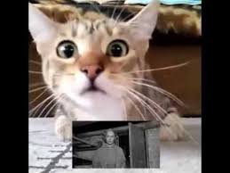 Korku Filmi Izleyen Kedi Uludag Sozluk