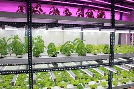 Hydroponics System Size Dimension 100 X 100 Mm And 100 X 50 Mm Rs 220 Meter Id 18618126962 Explore hydroponics profile at times of india for photos, videos and latest news of hydroponics.