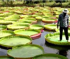 5 Pcs Bag Bonsai Flower Victoria Amazonica Giant Water Lily Lotus Seeds Garden For Sale Online Ebay Giant Water Lily Bonsai Flower Lily Lotus