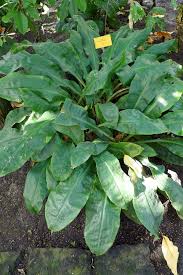 Image result for Palisota schweinfurthii