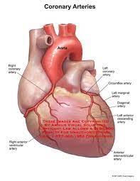 You know what the formula for the number of diagonals in a polygon is, and you know that the polygon has 90 diagonals, so plug 90 in. Wahananya Number Of Diagonal Arteries Coronary Arteries Anterior View Download Scientific