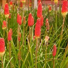 Maybe you would like to learn more about one of these? Red Hot Poker Seed Kniphofia Uvaria Flower Seeds