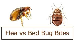 Bed Bug Bites Vs Flea Bites Control Bed Bug