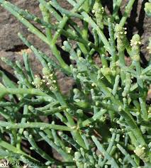 Image result for Salicornia perrieri