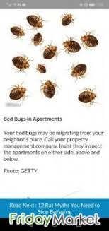 Bed bugs, or cimicidae, are small parasitic insects. Pest Controllerservice In Kuwait Fridaymarket