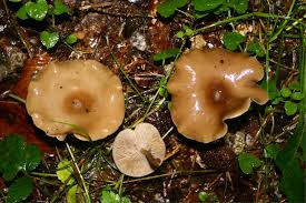 Image result for Clitocybe multiceps