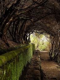 Pin By Sharon Brenda On Megusta 21 Landscape Beautiful Nature Tree Tunnel