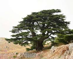 Top 10 Sacred Trees Landscape Architects Network Cedar Trees Lebanon Tree Tree