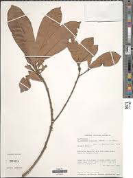 Image result for Orthopichonia schweinfurthii