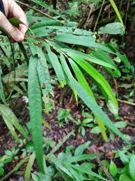 Image result for Heisteria