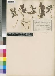 Image result for Rhynchosia totta