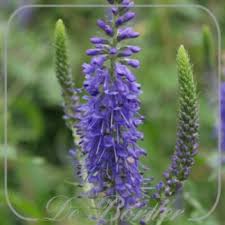 Veronica austriaca 'Shirley Blue'