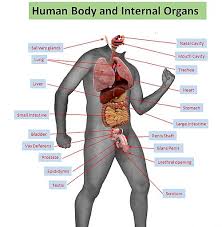 Image result for internal organs