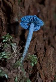 Your feathery mushrooms stock images are ready. 10 Most Amazing Mushrooms Cool Mushrooms Oddee