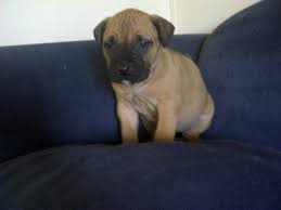 Puppy puppies gibt es bei ebay! Presa Canario Puppies For Sale In Kamloops British Columbia Your Pet For Sale