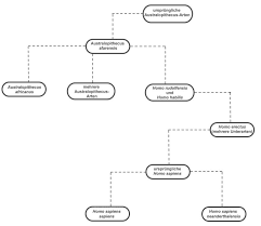 Evolution Des Menschen Vollastandig Erklart Studyhelp Biologie