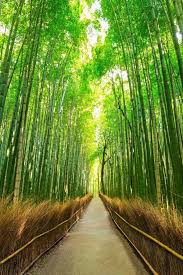 Arashiyama Bamboo Grove Beautiful Places To Travel Places To Visit Cool Places To Visit
