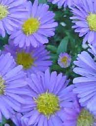 Aster Flower Big Blooms Multi Colored Attract Butterflies Summer And Fall Blooms Like Full Sun But Will Aster Flower Homecoming Flowers Fall Landscaping