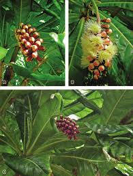 Image result for Barringtonia