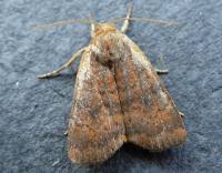 Image result for Noctua interjecta