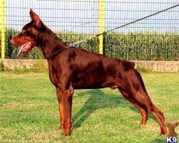 Check spelling or type a new query. Doberman Pinscher For Sale Hoobly Classifieds Doberman Pinscher Miniature Schnauzer Puppies Dog Breeds