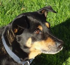 Dog Of The Day Sable The Australian Kelpie Mix Australian Kelpie Australian Cattle Dog Mix Cattle Dogs Mix