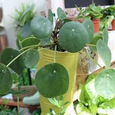Pilea peperomioides, ufopflanze im tontopf mit untersetzer. Ufopflanze Pilea Peperomioides Gartencenter Zulauf Pflanzen Kaufen