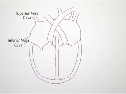 This video described what fish bone diagram is. Human Fish And Reptile Heart