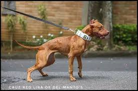 Pin On Pitbull