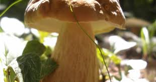 Image result for Boletus atkinsonii