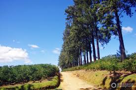 Camino En El Cafetal Country Roads Costa Rica Costa