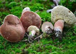 Image result for Xanthoconium sp.