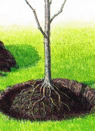 25 top images wann apfelbaum pflanzen : Apfelbaum Im Garten Pflanzen Apfelbaume Tragen Viele Jahre