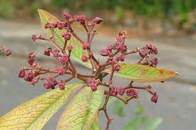 Image result for Synadenium kirkii