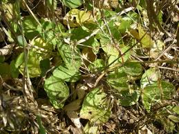 Image result for Pseudovigna