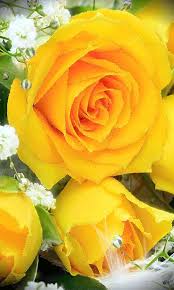 Select your favorite images and download them for use as wallpaper for your desktop or phone. Menentk Beautiful Rose Flowers Yellow Roses Rose