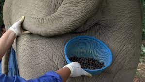 Coffee From An Elephant S Gut Fills A 50 Cup