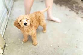 They are also very loyal and bond quickly to this is relevant for people with severe allergies, since the more poodle, the more hypoallergenic. What To Look For In A Goldendoodle Puppy 1st Time Owners Guide Goldendoodle Advice