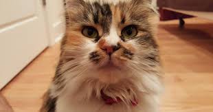 Holly is a stunning senior long haired tortoiseshell cat for private adoption in pittsburgh, pa. Infrequently Asked Questions What Determines A Cat S Coat Phillyvoice