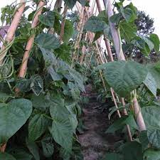 Stakes or bean teepees will help support their weight and their fragile roots. Plant Green Beans Up A Teepee Trellis Finegardening